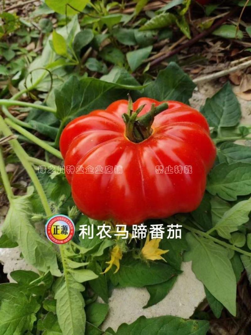 利农马蹄番茄种子杂交种基地专用甜味足口感好大红西红柿种子