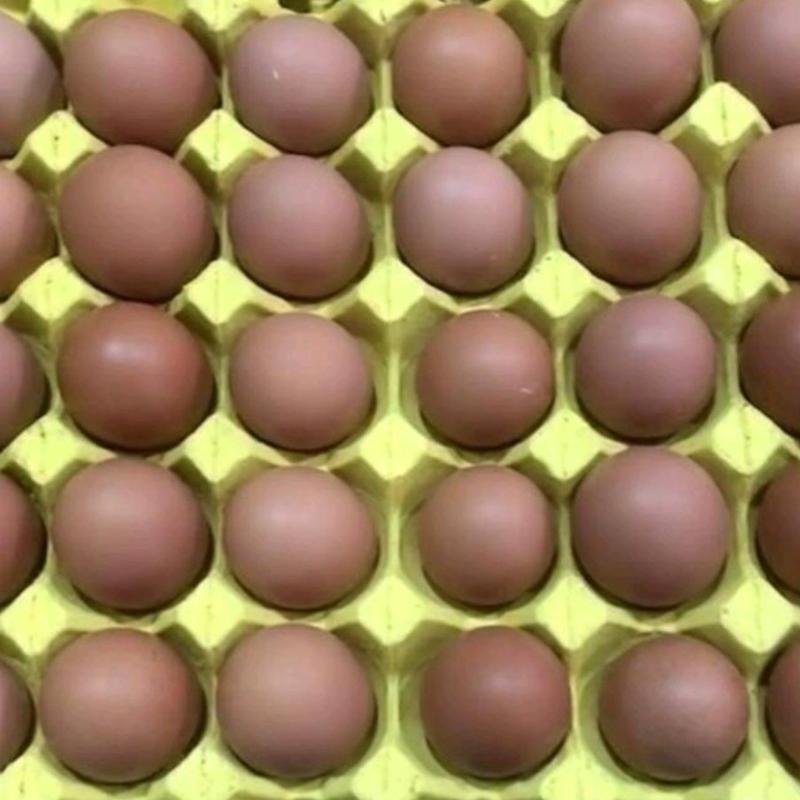 全年大量供应普通鸡蛋褐壳蛋，长期稳定货源