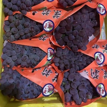 茉莉香葡萄产地直供葡萄代收/代办云南葡萄一件代发