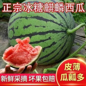 [一件代发]麒麟美都西瓜现摘现发无籽有籽随机发货脆甜多汁