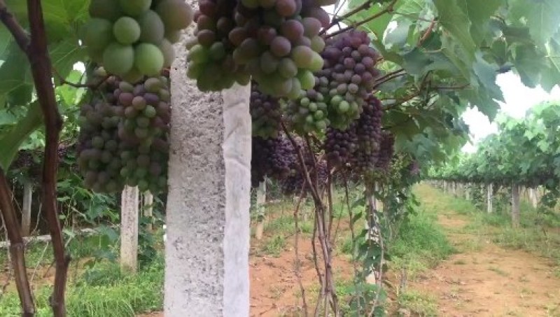 茉莉香葡萄产地直供葡萄代收/代办云南葡萄一件代发