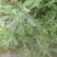 纯野生无污染环境下生长药食同源健康食材