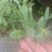 纯野生无污染环境下生长药食同源健康食材