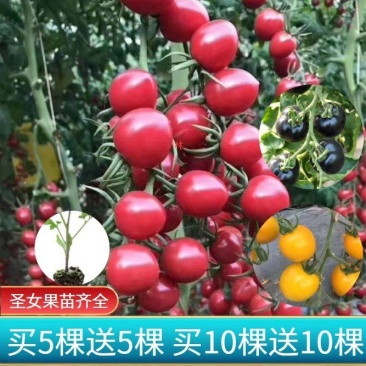 圣女果苗