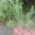 纯野生无污染环境下生长药食同源健康食材