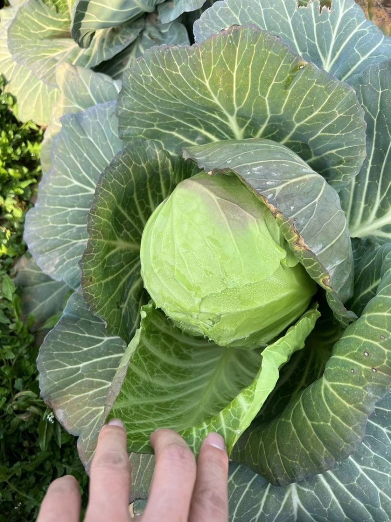【包菜甘蓝】现砍现发，保证品质，当日发车，高效有保障。