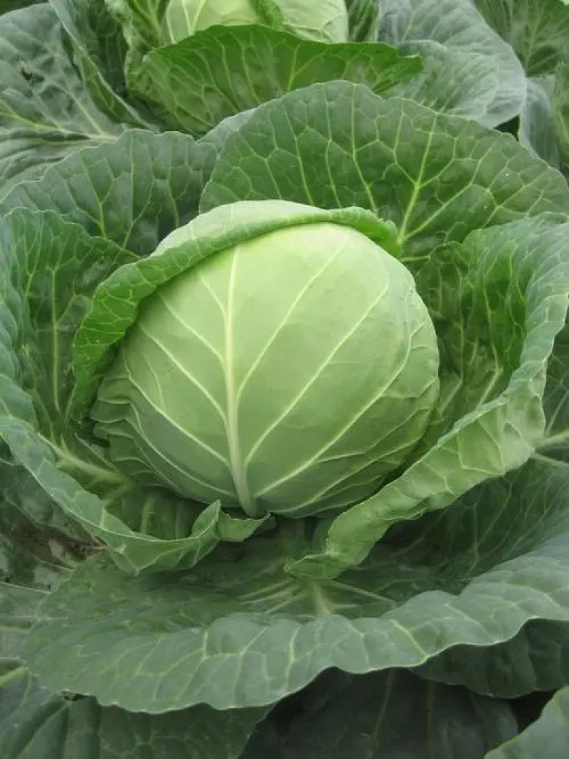 【包菜甘蓝】现砍现发，保证品质，当日发车，高效有保障。