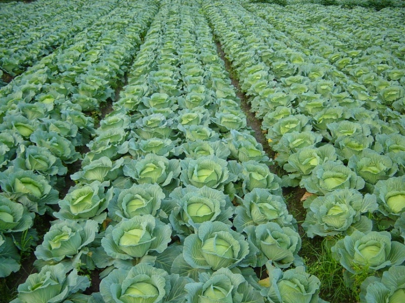 【包菜甘蓝】现砍现发，保证品质，当日发车，高效有保障。