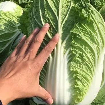 【精品白菜】大棚白菜，万亩产地，给价就走，现砍现发！！！