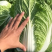 【精品白菜】大棚白菜，万亩产地，给价就走，现砍现发！！！