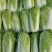 【精品白菜】大棚白菜，万亩产地，给价就走，现砍现发！！！