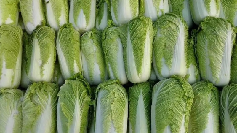 【精品白菜】大棚白菜，万亩产地，给价就走，现砍现发！！！
