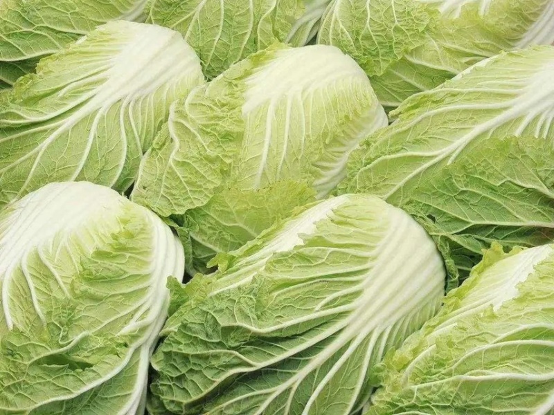 【精品白菜】大棚白菜，万亩产地，给价就走，现砍现发！！！
