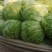 【精品白菜】大棚白菜，万亩产地，给价就走，现砍现发！！！