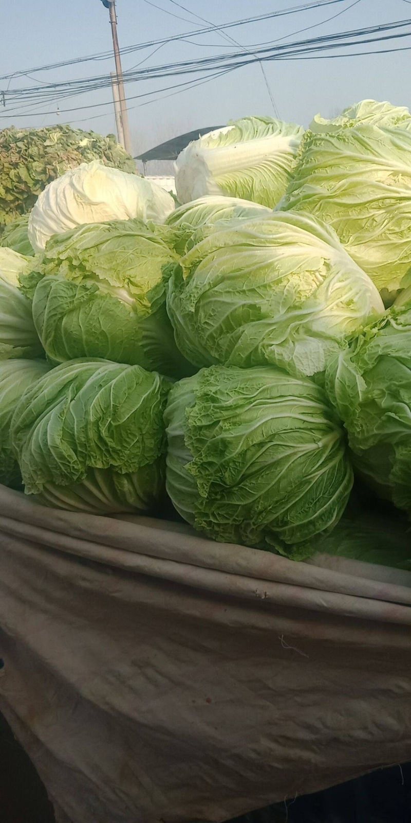 【精品白菜】大棚白菜，万亩产地，给价就走，现砍现发！！！