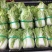【精品白菜】大棚白菜，万亩产地，给价就走，现砍现发！！！