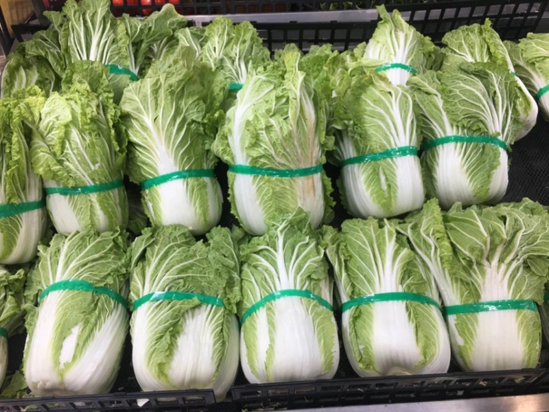 【精品白菜】大棚白菜，万亩产地，给价就走，现砍现发！！！