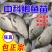 优质中科五号小银鲫鱼湘鲫鱼苗淡水活体草鱼黄金高背鲫花鲢苗
