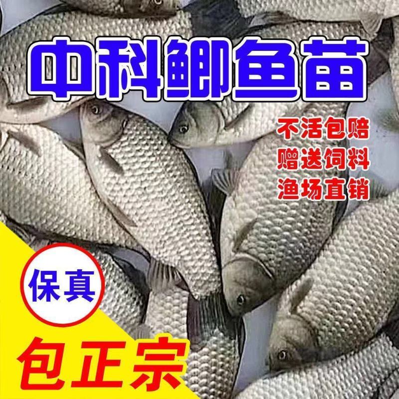 优质中科五号小银鲫鱼湘鲫鱼苗淡水活体草鱼黄金高背鲫花鲢苗