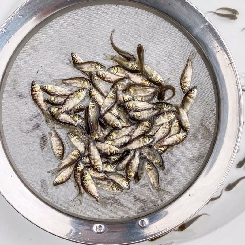 优质中科五号小银鲫鱼湘鲫鱼苗淡水活体草鱼黄金高背鲫花鲢苗
