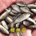 优质中科五号小银鲫鱼湘鲫鱼苗淡水活体草鱼黄金高背鲫花鲢苗