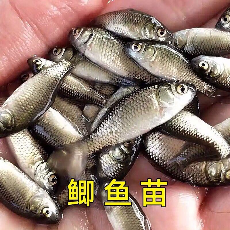 优质中科五号小银鲫鱼湘鲫鱼苗淡水活体草鱼黄金高背鲫花鲢苗