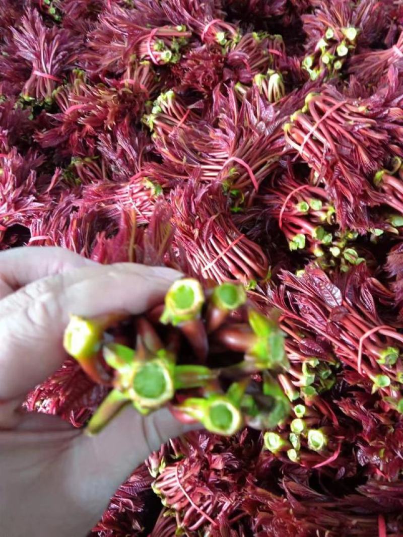 香椿芽