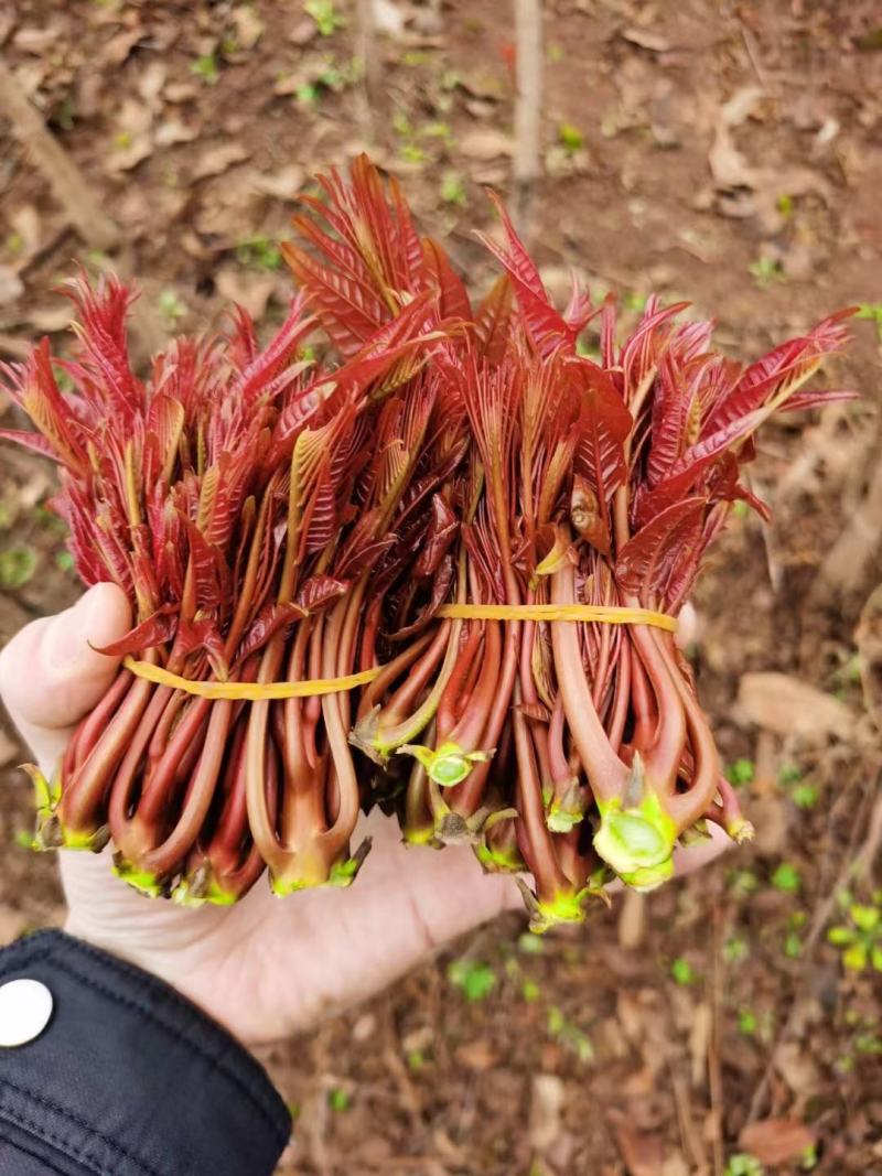 香椿芽