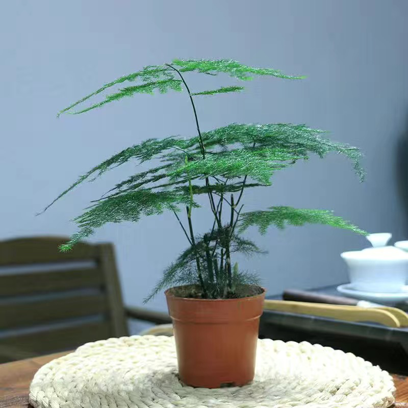文竹