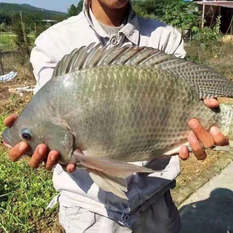 特大种脆肉罗非鱼苗活体免邮淡水养殖福寿非洲鲫新吉富奥罗尼