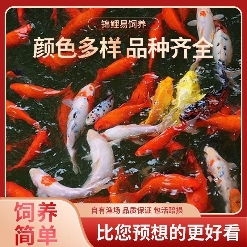 优质锦鲤鱼苗红白三色昭和大正黄金鲤多品种颜色分类锦鲤苗