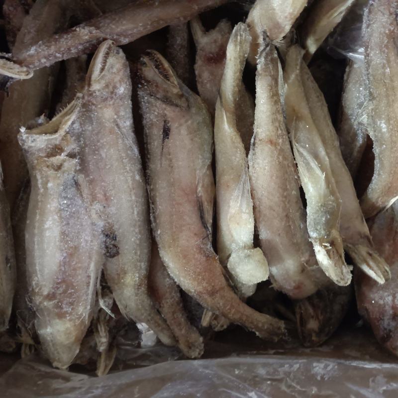 豆腐鱼、龙头鱼