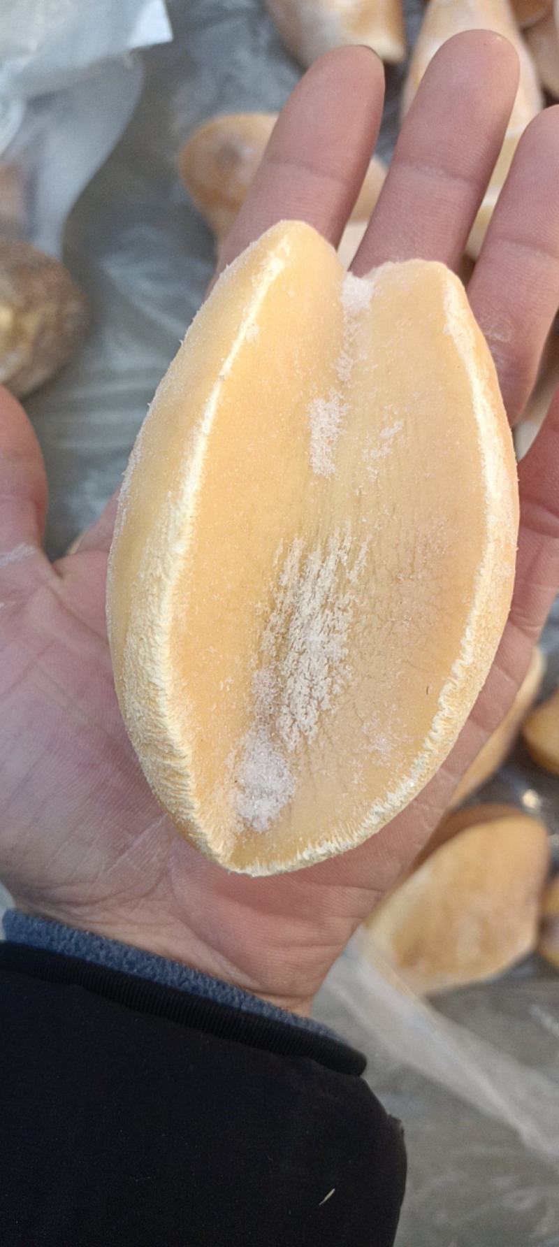 黄金鲍鲍鱼纯肉鲍鱼，外观好，价格优，下单就发货