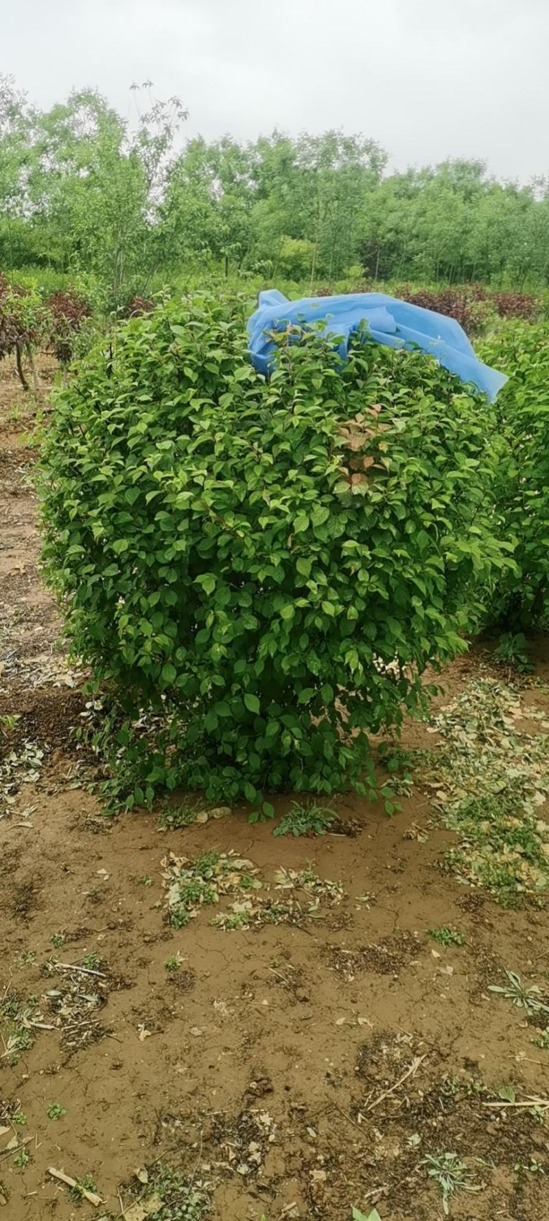 河北省博野县奥森苗圃场地径0.5公分杯苗金叶榆500万棵