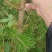 大量批发冷杉苗，冷杉，沙松
