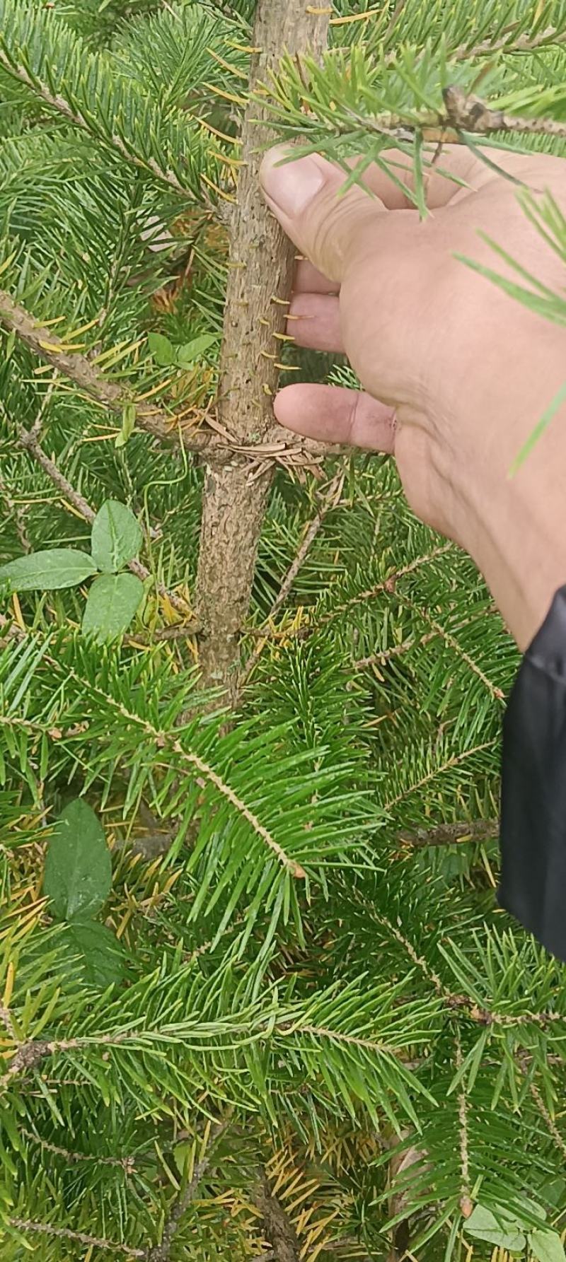大量批发冷杉苗，冷杉，沙松