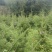大量批发冷杉苗，冷杉，沙松