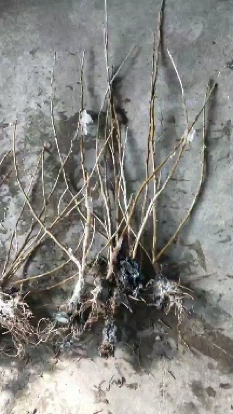 带杈黑加仑苗