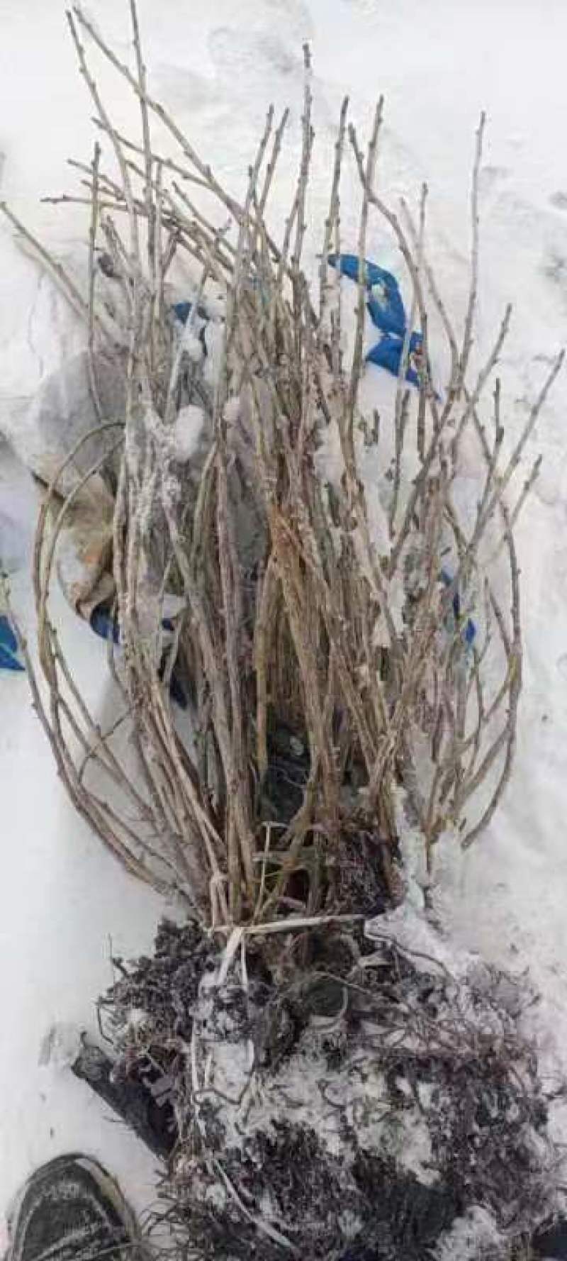 带杈黑加仑苗