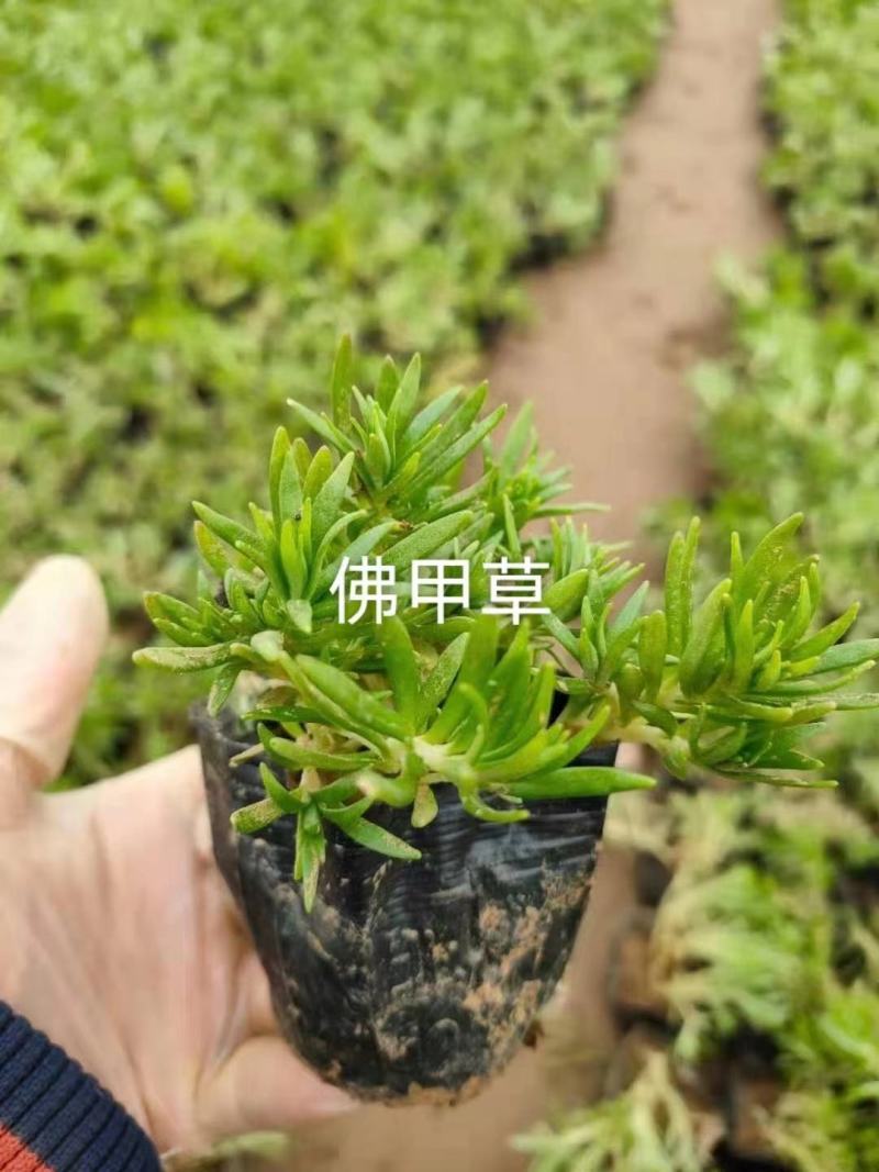 奥森苗圃场出售各种花卉八宝景天1000万株