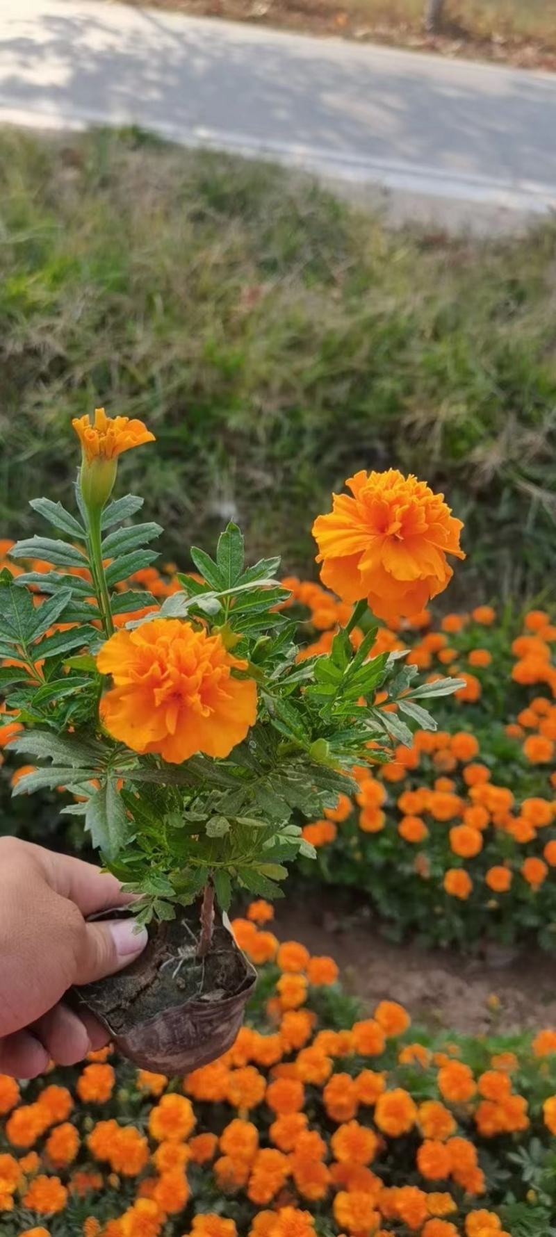 奥森苗圃场出售各种花卉八宝景天1000万株