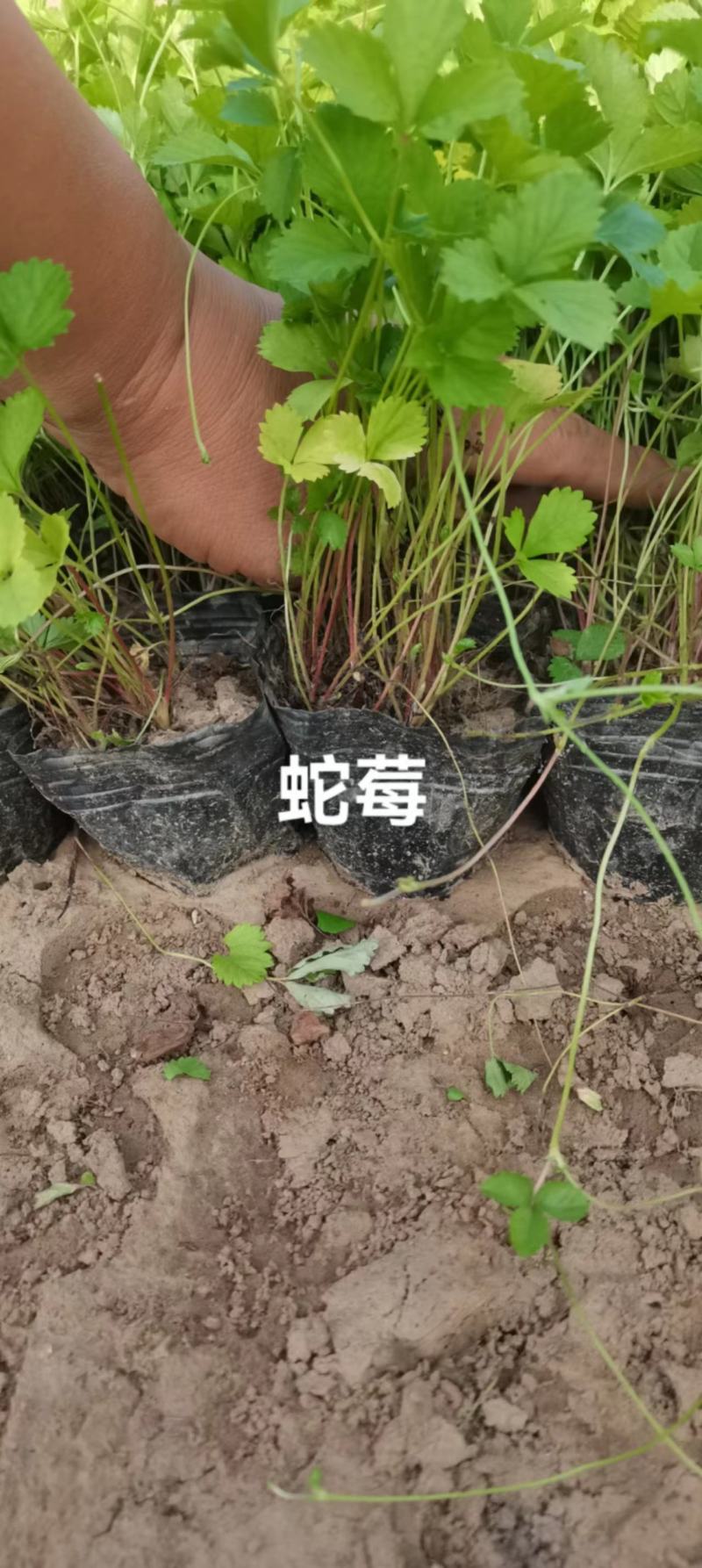 奥森苗圃场出售各种花卉八宝景天1000万株