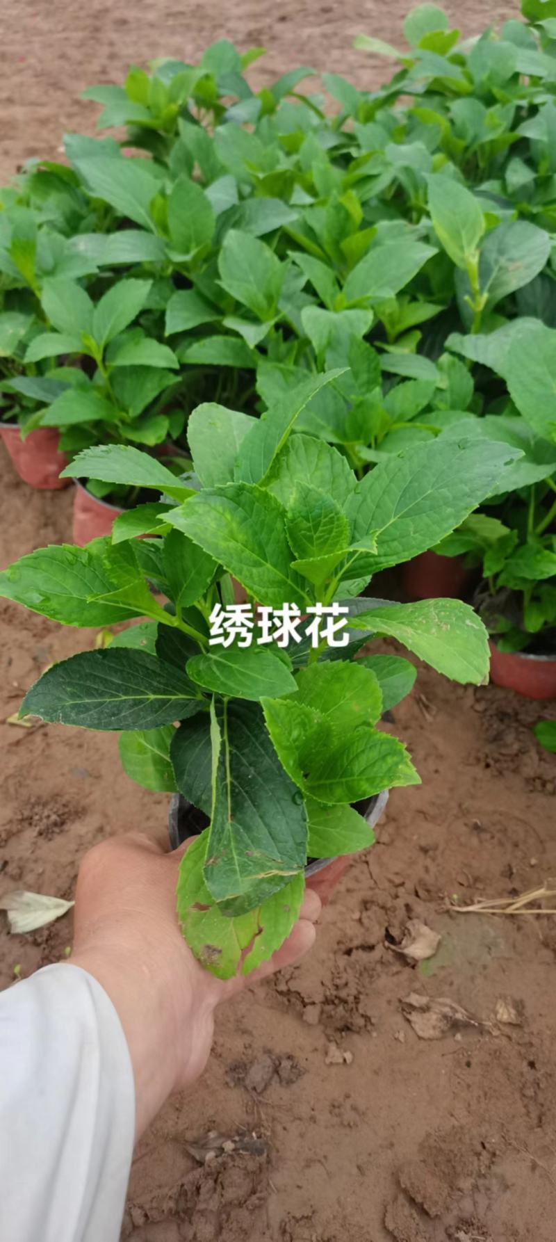 奥森苗圃场出售各种花卉八宝景天1000万株