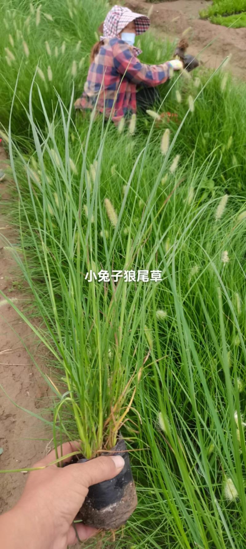 奥森苗圃场出售各种花卉八宝景天1000万株