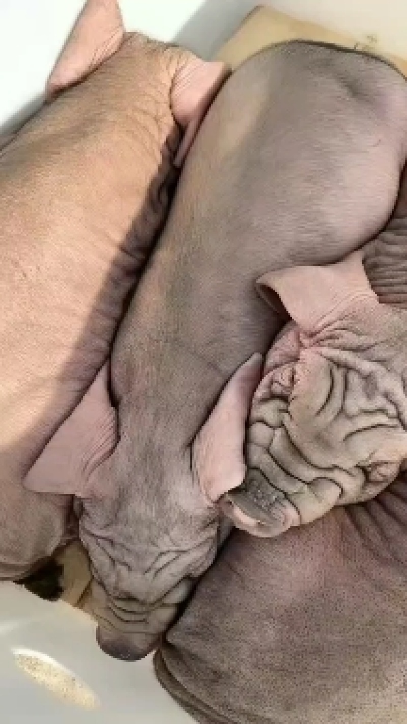 本场常年出售太湖母猪，二元母猪，苏太母猪，长白，母猪，