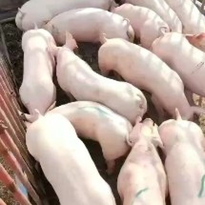 比系长白，美系杜洛克公猪，母猪，支持货到付款，全国发货