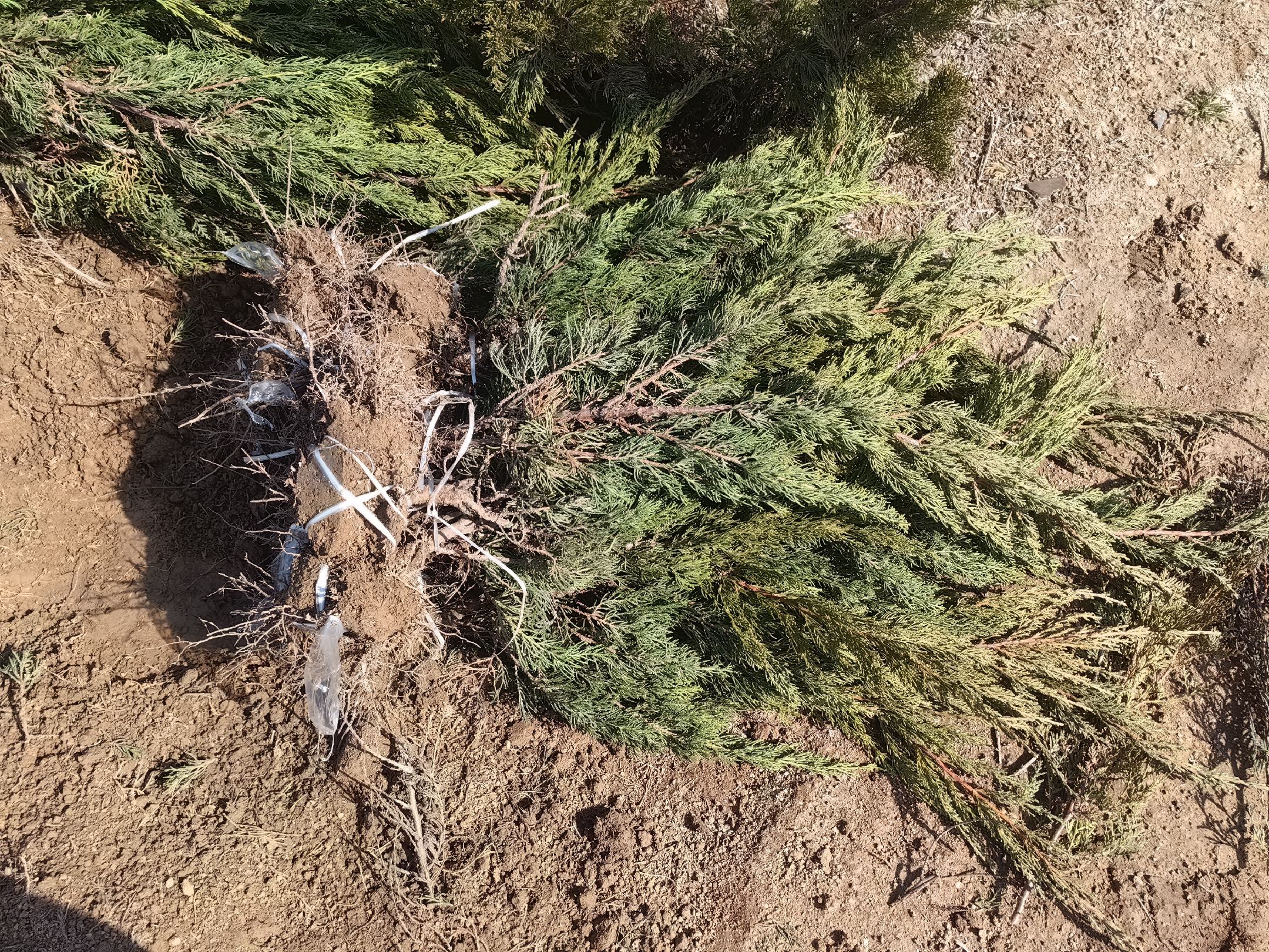 侧柏种植技术示意图