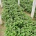 济薯26西瓜红剪苗欢迎老板前来选购量大从优