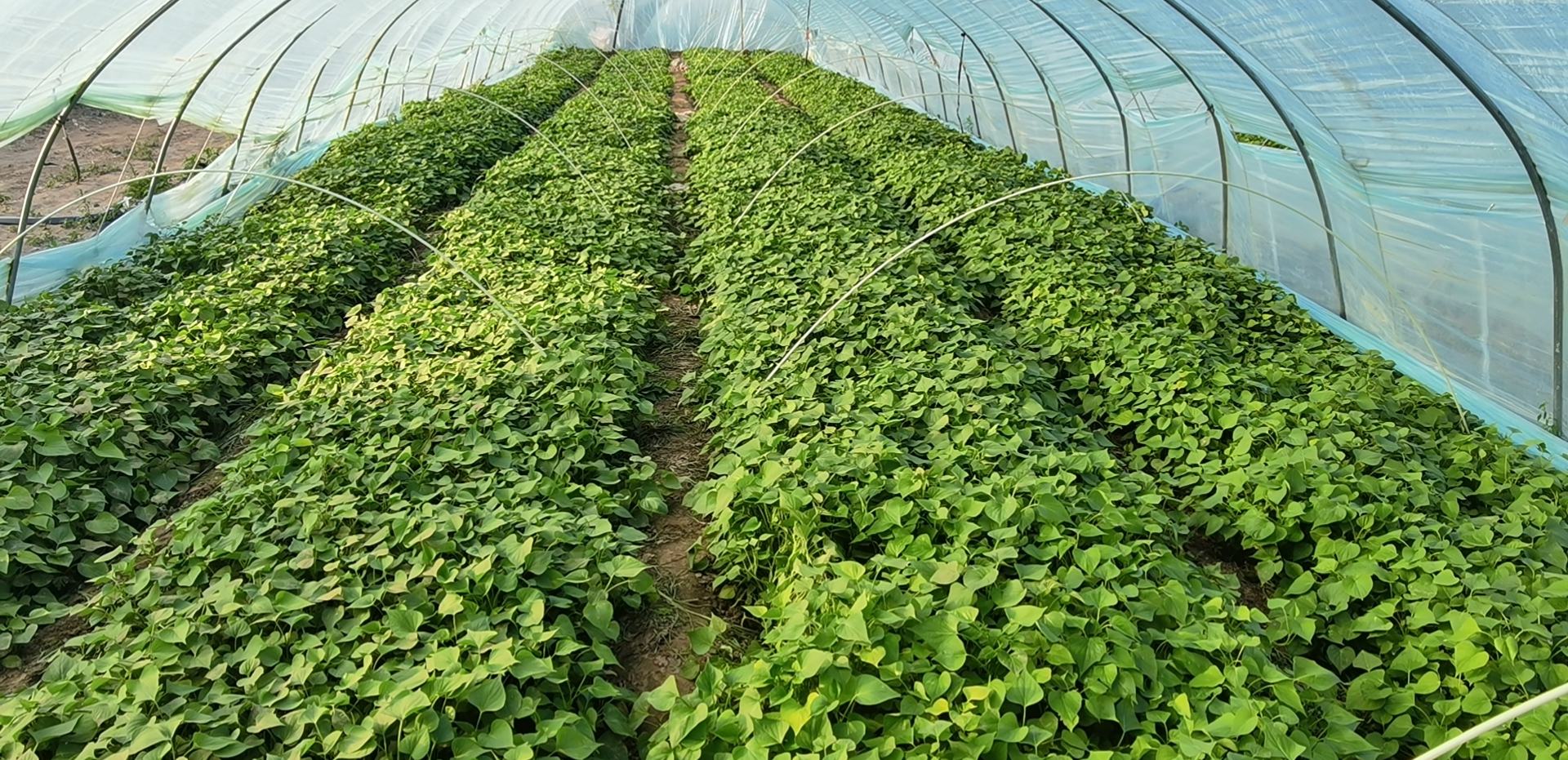 济薯98田间长势图