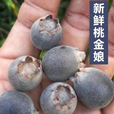 桃金娘山捻子多尼果新鲜果